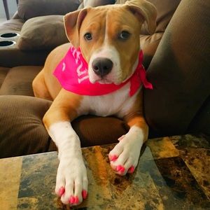 Meet your Posher, Shane